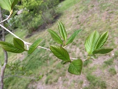 Stewartia