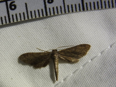 Protoproutia laredoata