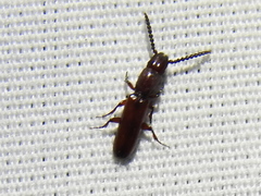 Taphroscelidia linearis