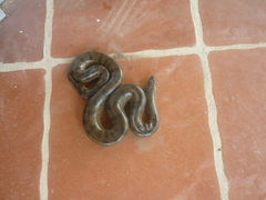 Eunectes murinus