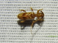 Obrium maculatum