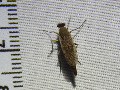 Litolinga acuta