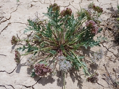 Cymopterus glomeratus
