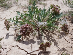 Cymopterus glomeratus