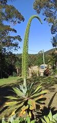 Agave attenuata