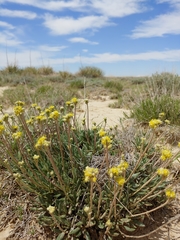 Eriogonum lachnogynum