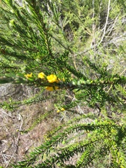 Aotus lanigera