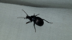 Sphaeroderus