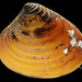 Elliptical Astarte Clam - Photo (c) smithsonian_marinegeo, some rights reserved (CC BY-NC-SA), uploaded by smithsonian_marinegeo
