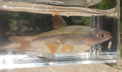 Lythrurus umbratilis