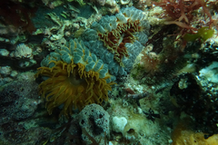 Phlyctenanthus australis