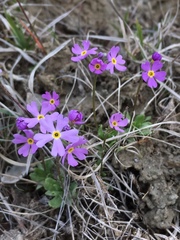 Primula mistassinica