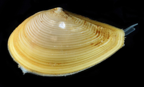 Nuculana minuta, 2011-10-13