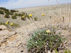 Eriogonum lachnogynum