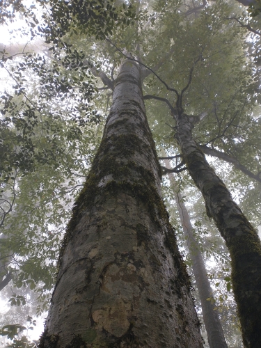 Mexican beech (Fagus mexicana)