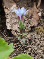 Gentiana zollingeri