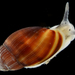 Mouse-eared Snail - Photo (c) smithsonian_marinegeo, some rights reserved (CC BY-NC-SA), uploaded by smithsonian_marinegeo