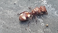 Cephalotes umbraculatus