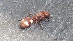 Cephalotes umbraculatus