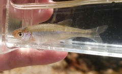 Lythrurus umbratilis