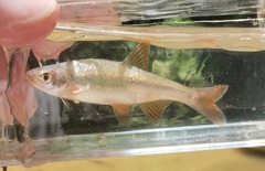 Lythrurus umbratilis