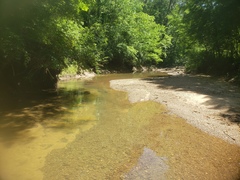 Lythrurus umbratilis