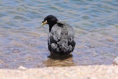 Fulica cornuta