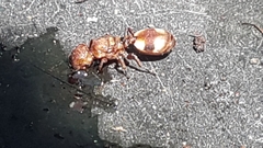 Cephalotes umbraculatus