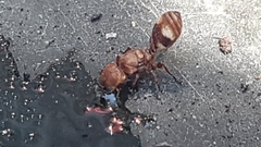 Cephalotes umbraculatus