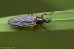 Bibio palliatus