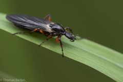 Bibio palliatus
