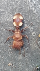 Cephalotes umbraculatus