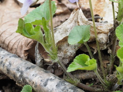 Viola grypoceras