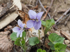 Viola grypoceras