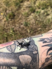 Dorcadion fuliginator