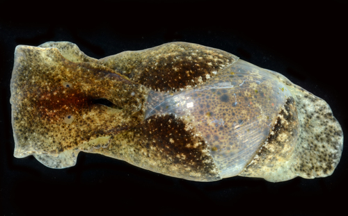Japanese Bubble Snail, photo 2 of 10