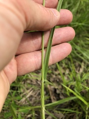 Carex normalis