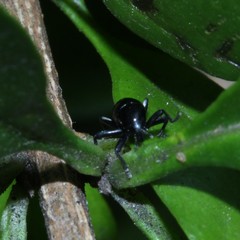 Trigonopterus