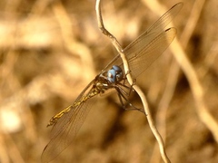 Macrothemis inacuta