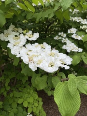 Viburnum plicatum