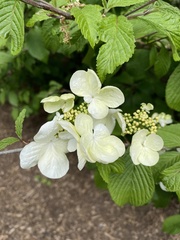 Viburnum plicatum