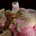 Petaloconchus compactus - Photo (c) smithsonian_marinegeo, some rights reserved (CC BY-NC-SA), uploaded by smithsonian_marinegeo