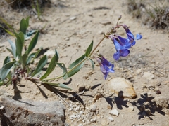 Penstemon versicolor