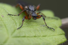 Bibio palliatus