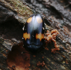 Aulacocheilus tetraphacus