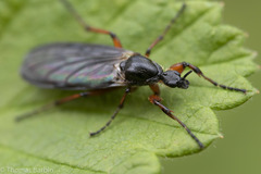 Bibio palliatus