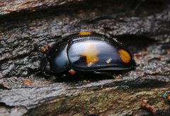 Aulacocheilus tetraphacus
