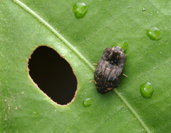 Agraeus mannerheimii