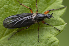 Bibio palliatus