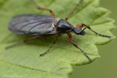 Bibio palliatus